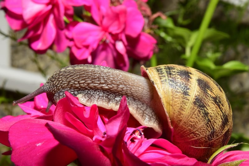 Seashell Gardens