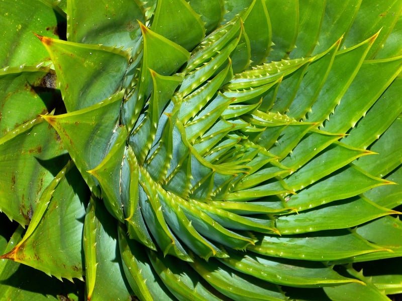Aloe Polyphylla