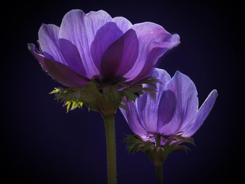 Anemone Flowers
