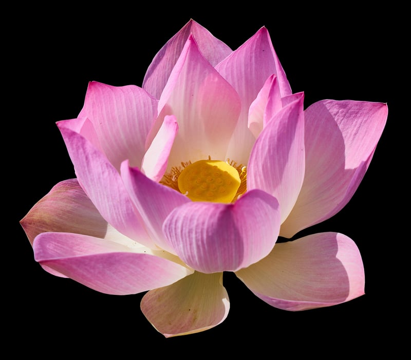 Cobra Lily