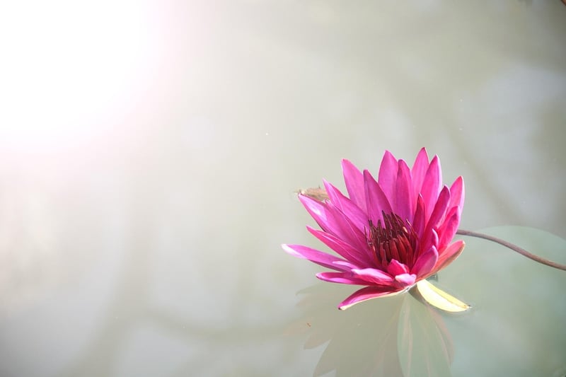 Moonlit Lotus