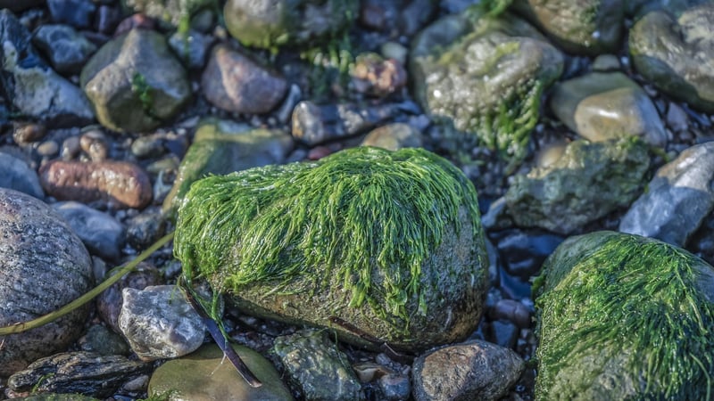 Seagrass Ferns