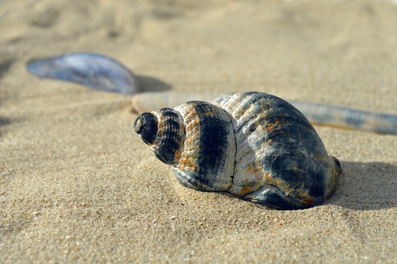 Seashell garden