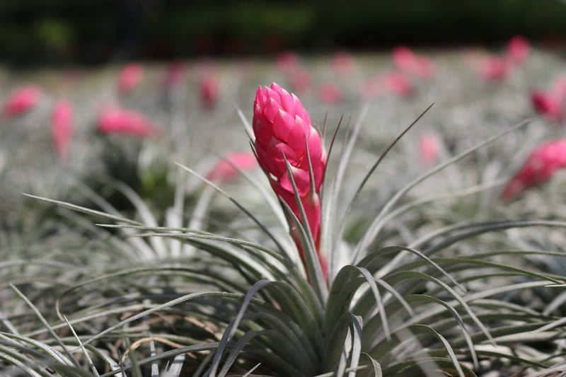 Tillandsia Xerographica